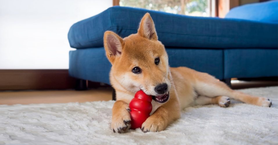 Shiba inu cute puppy dog playing with red toy lying