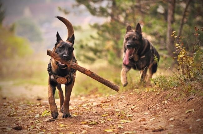 Two German Shepherds Running Outdoor