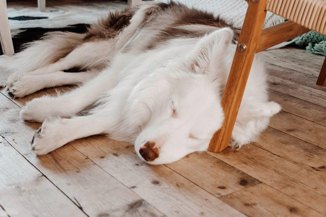 White furry dog sleeping on the floor