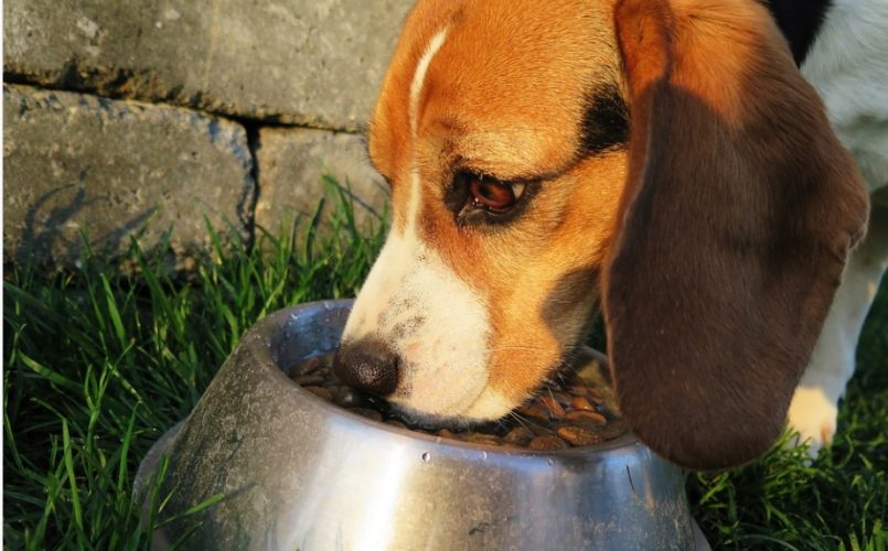 beagle eating in food bowl
