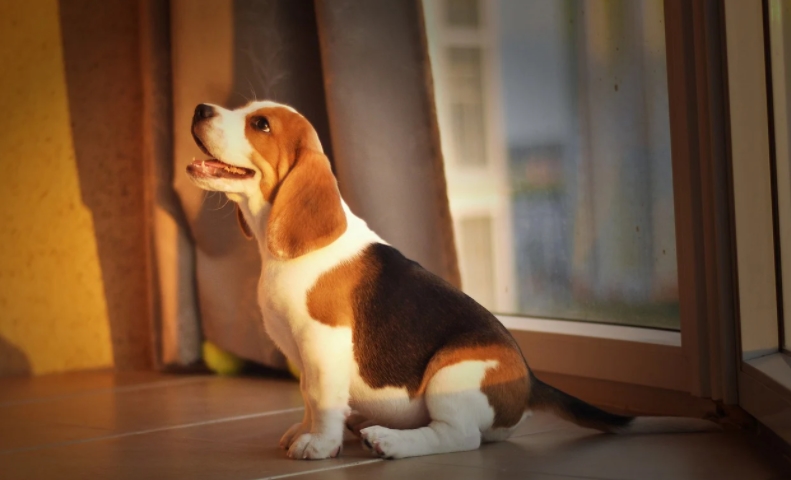 beagle puppy sitting on the floor