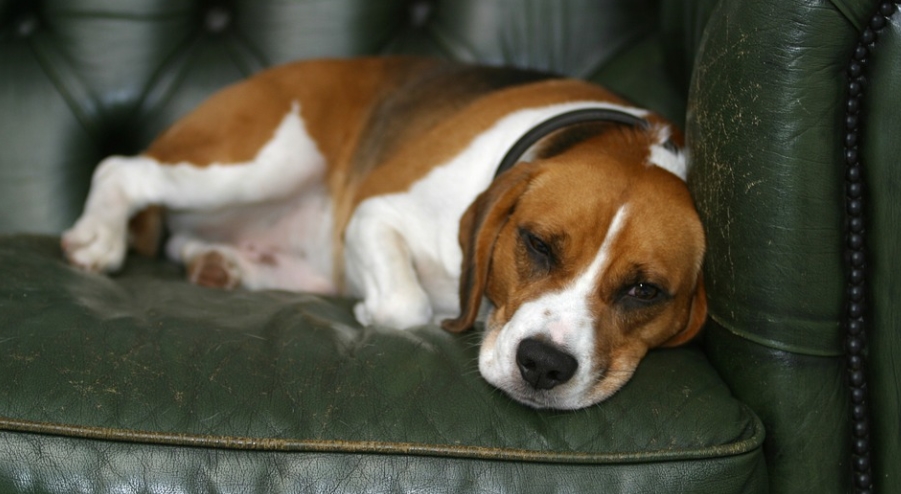 beagle sleeping on sofa