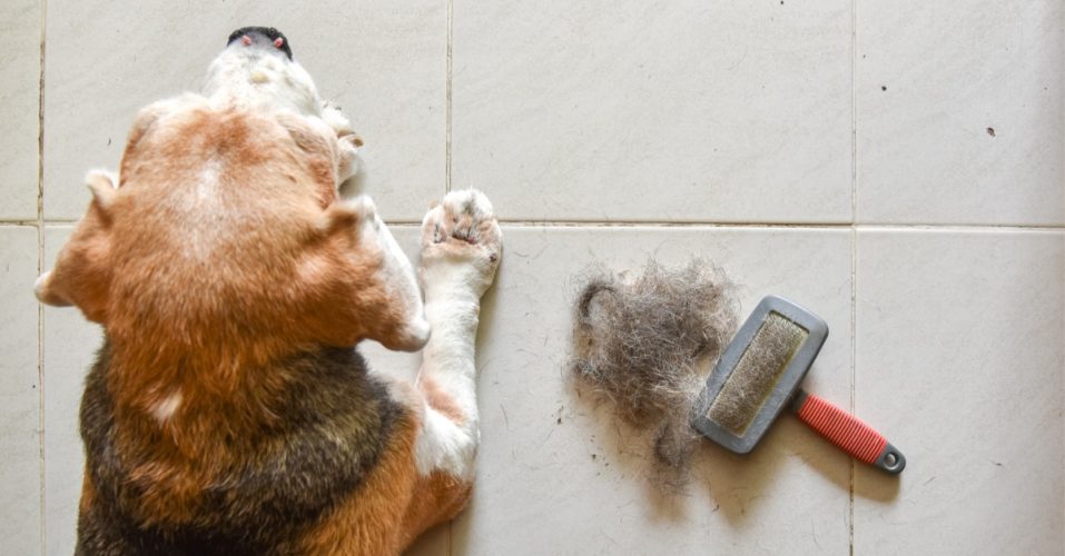 beagle with Big pile of dog hair and which brush