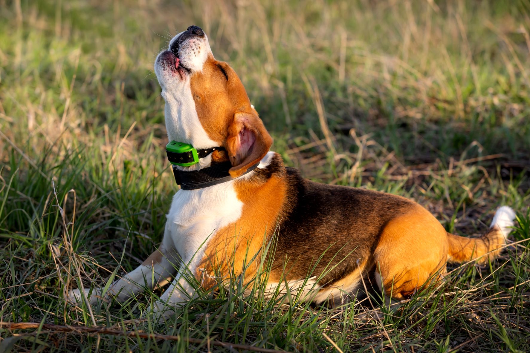 Best dog barking clearance collar