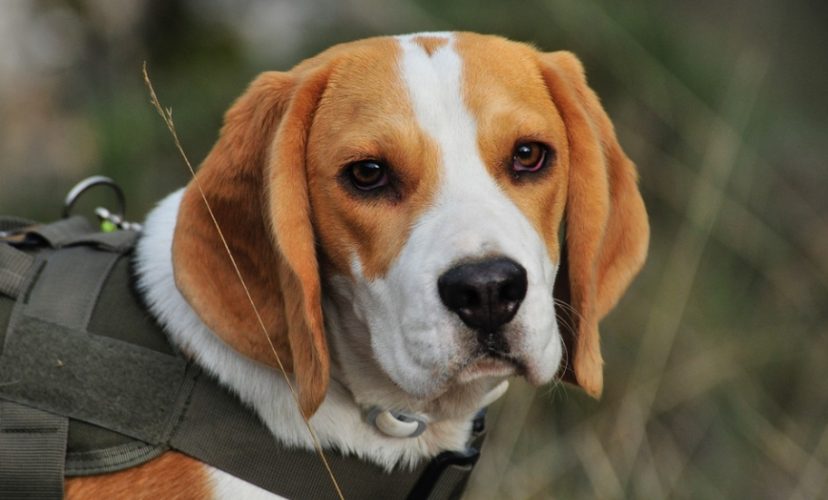 cute beagle dog