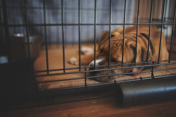 dog sleeping in crate