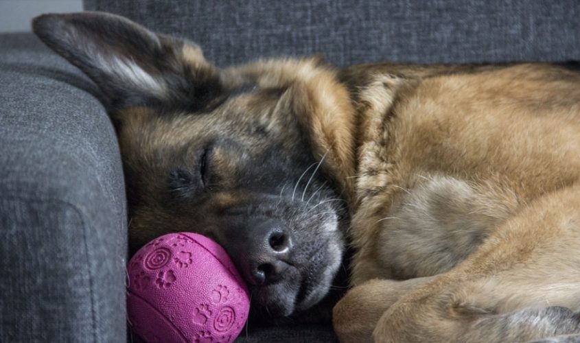 german shephard sleeping on the couch