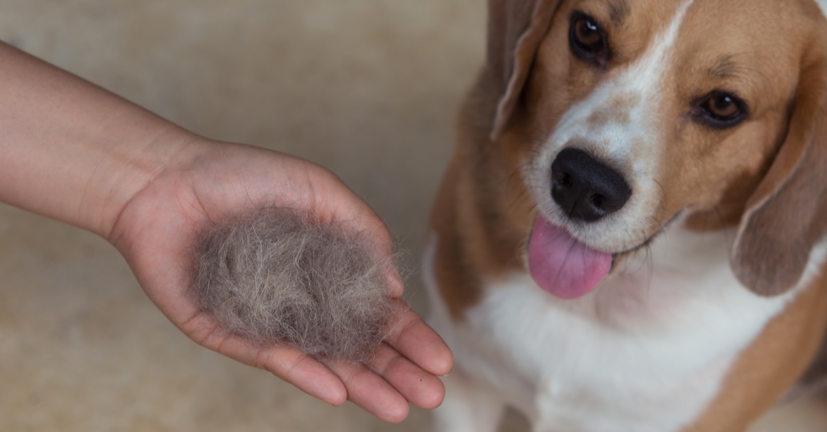 hair dog with brush