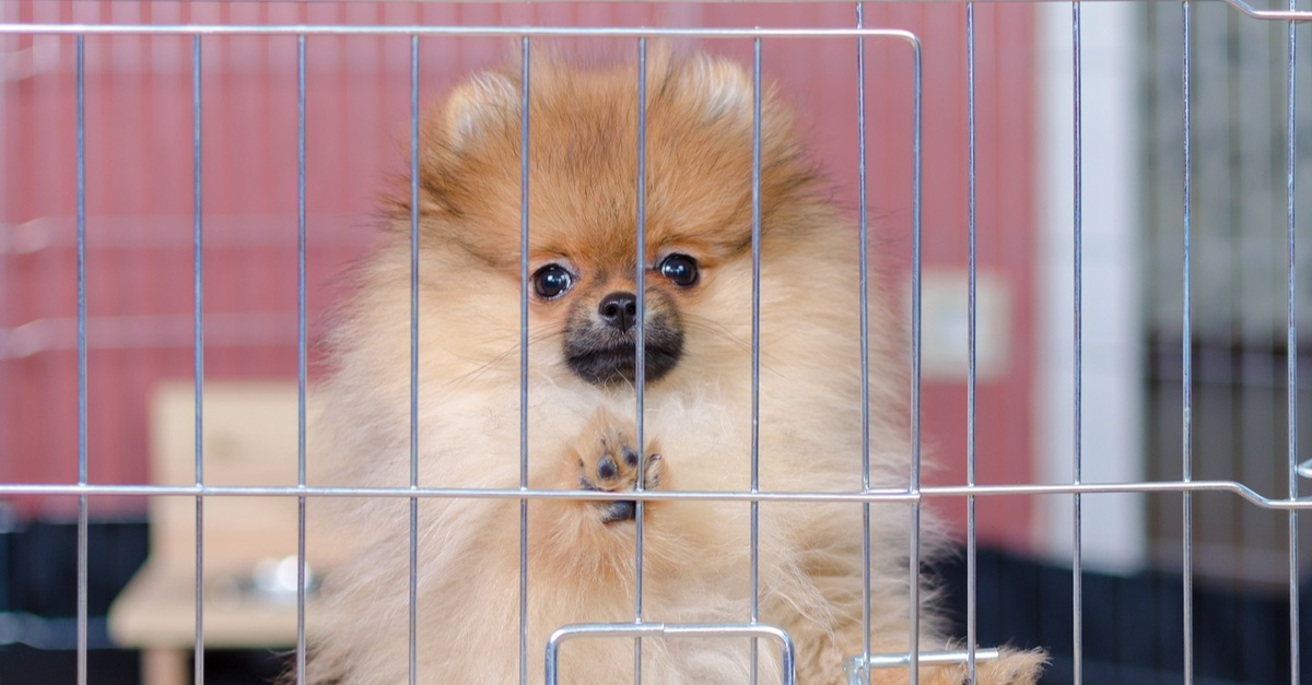 pomeranian puppy is standing in a aviary and looking