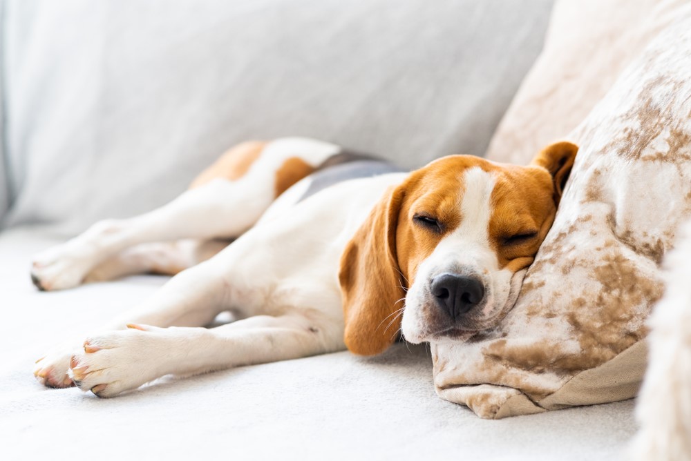 puppy sleeping on couch