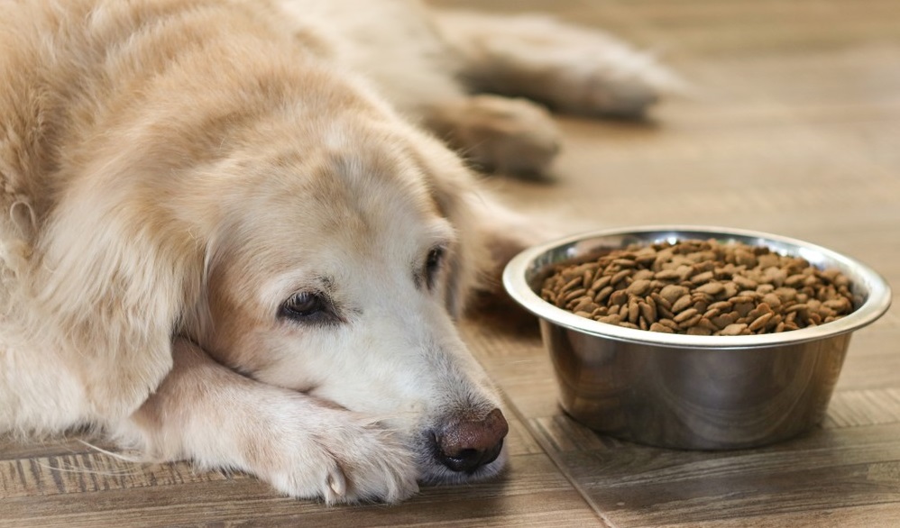 sad dog with food bowl