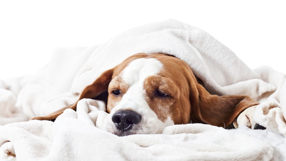 upset dog in blanket