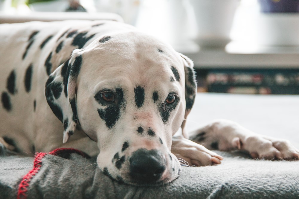 upset dog sitting on the bed