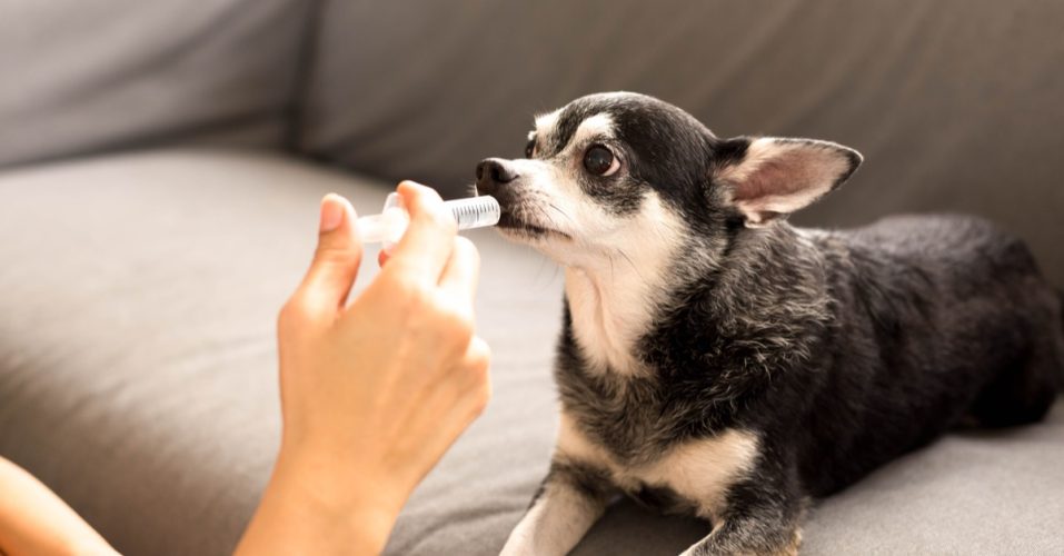 woman give medicine to chihuahua dog with syringe