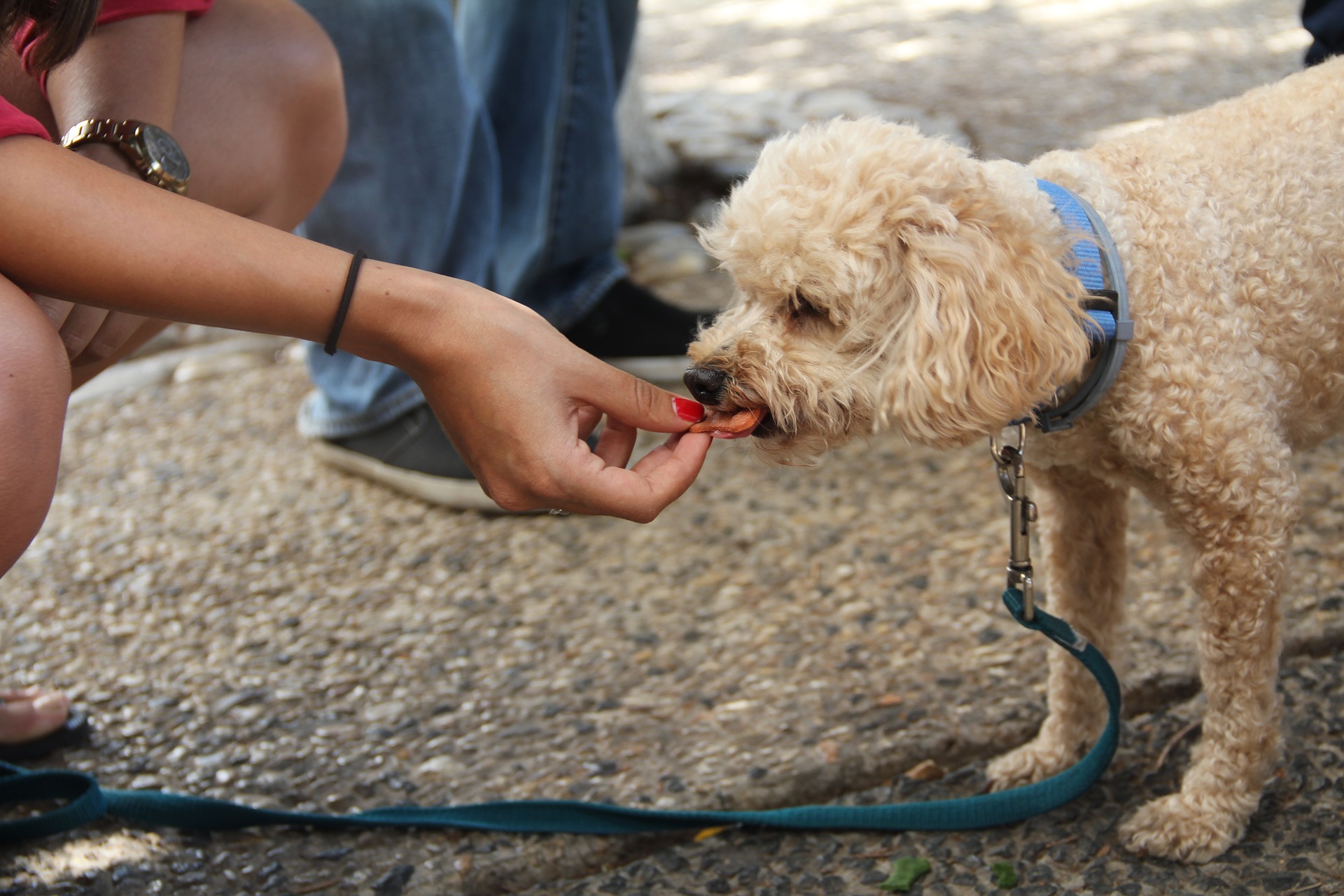 can dogs eat tomatoes