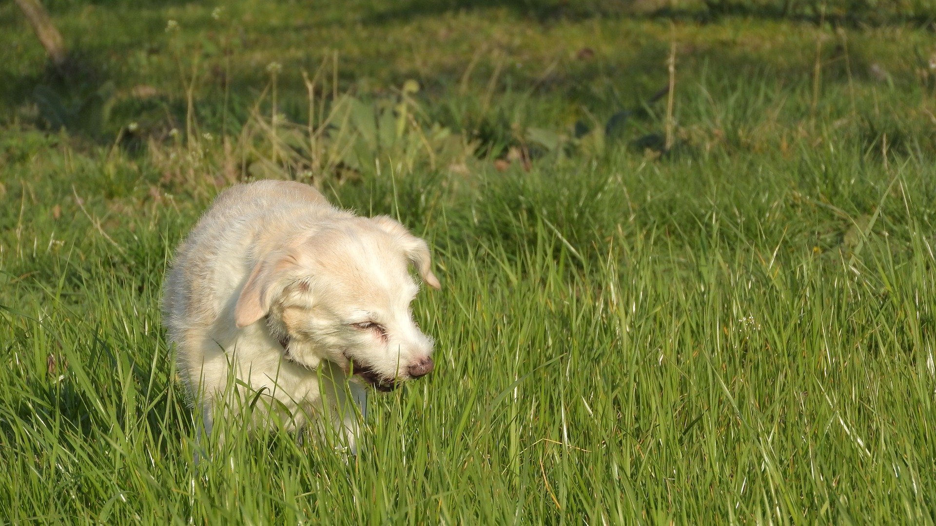 can dogs eat rosemary