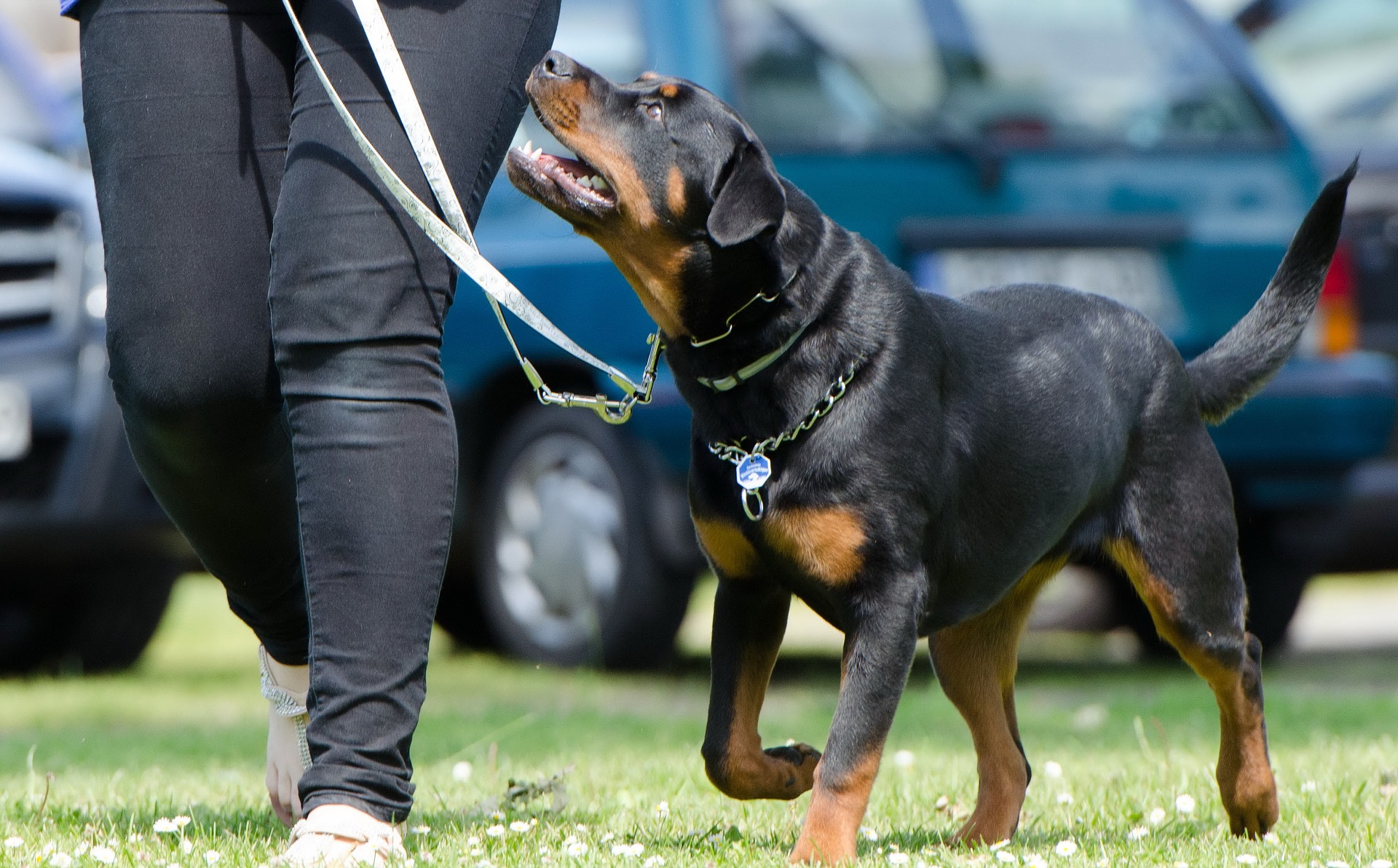 dog wheel , dog training