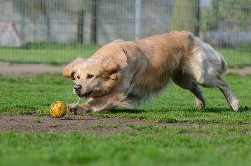 Dog Board and Train Program: Is It Effective?