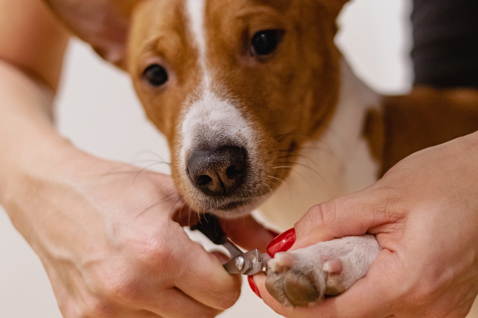 dog's overgrown nails