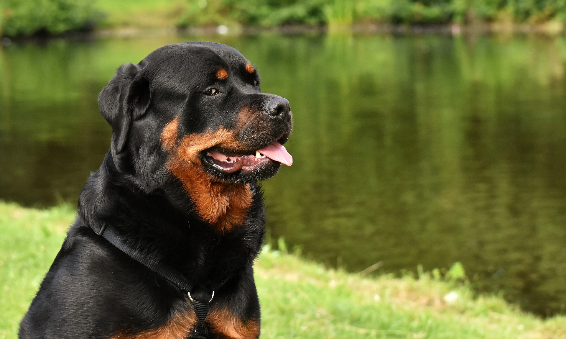 how to train a rottweiler