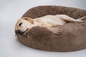 Best Dog Beds for 2022