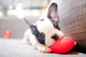 Best Ways to Relive Anxiety in Puppies