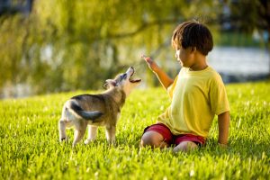 What to Know About Owning an Alaskan Klee Kai
