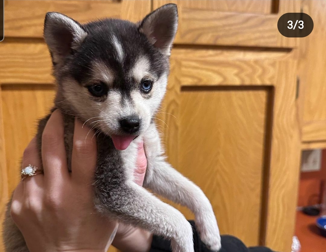 klee kai puppy