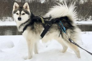 The Challenges With Owning An Alaskan Klee Kai